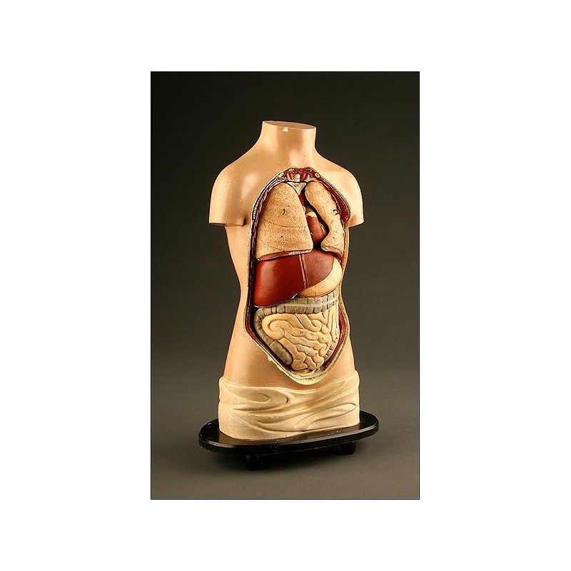 Anatomical Model for Internal Medicine Demonstrations with Removable Organs. 1900