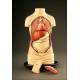 Anatomical Model for Internal Medicine Demonstrations with Removable Organs. 1900