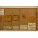 Microscope Specimens, Ca. 1.900