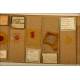 Microscope Specimens, Ca. 1.900