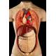 Detachable Torso for the Study of Anatomy. Year 1957. Complete