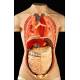 Detachable Torso for the Study of Anatomy. Year 1957. Complete