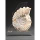 Precious Ammonite Fossil in very good condition. With Methacrylate Support.