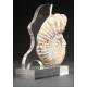 Precious Ammonite Fossil in very good condition. With Methacrylate Support.